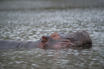 Hippopotamus in Kenya