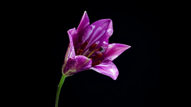 Timelapse of purple spotted lily flower blooming on black background