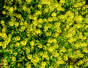 Yellow field flowers