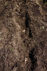Wonderful health vegetables/planting Yacon