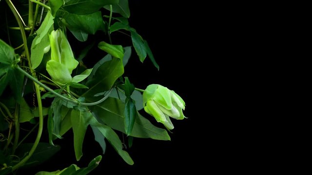 Timelapse of passiflora flower blooming on black background