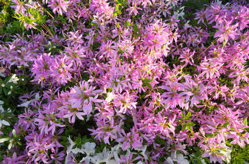 Tokyo,Japan-April 19,2018: Flower carpet of azalea in Japan