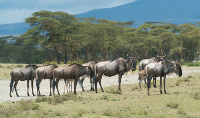 Wildebeest in Kenya