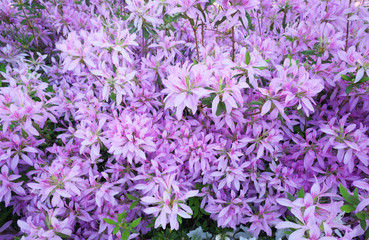 Tokyo,Japan-April 19,2018: Flower carpet of azalea in Japan
