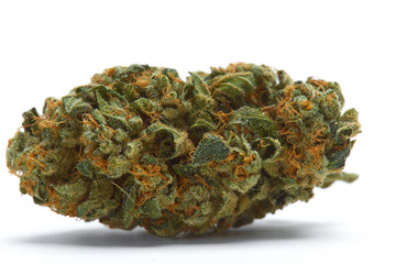 Close up of Kush OG hybrid sativa indica prescription medical marijuana bud isolated on white background