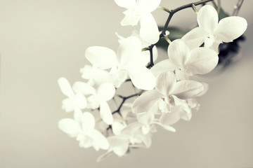 White Orchid on a grey background.