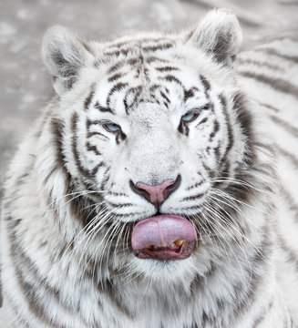 Hungry tiger licking its lips