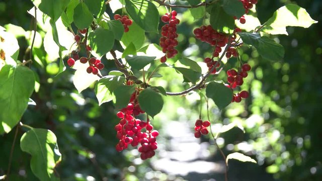 Omija Schizandra Berry and Sunlight