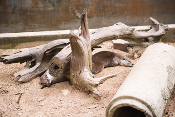 turtle in the zoo.