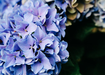 Hydrangea flower garden at Hakozakigu (Hakozaki Shrine) in Fukuoka, Japan