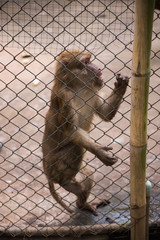 monkey in the zoo