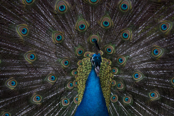 Fototapeta na wymiar A Strutting Peacock