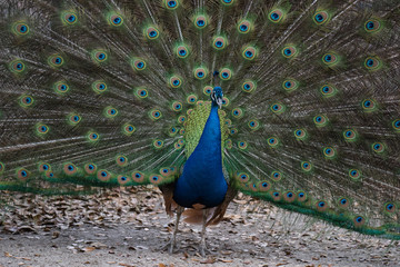 Obraz premium A Strutting Peacock