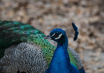 Obraz premium A Strutting Peacock