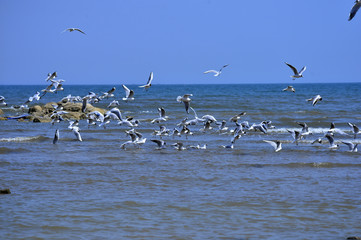 Seagulls fly in free