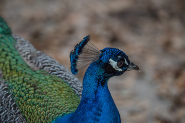 A Strutting Peacock