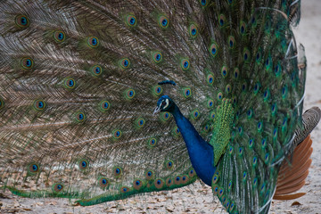 Obraz premium A Strutting Peacock