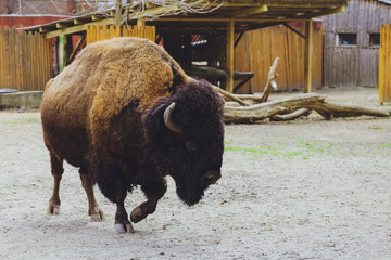 American bison (buffalo) portrait.