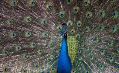 Obraz premium A Strutting Peacock