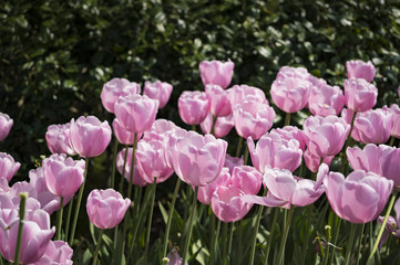 ピンク色のチューリップ
