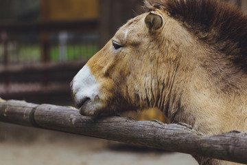 Fototapeta premium Przewalski's horse, wild Horse