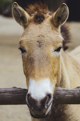 Przewalski's horse, wild Horse