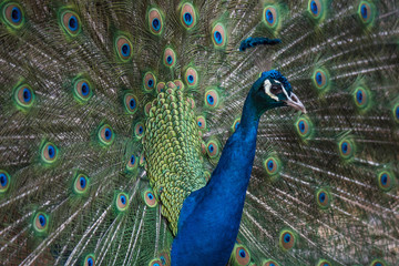 Obraz na płótnie Canvas A Strutting Peacock