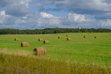 Obraz premium Bales of hay on a field
