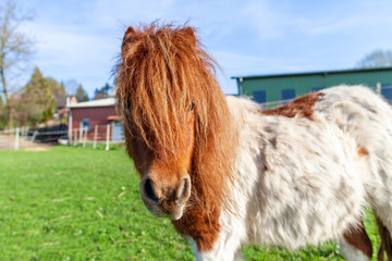 Portrait of a Shetlandpony on a green meadow