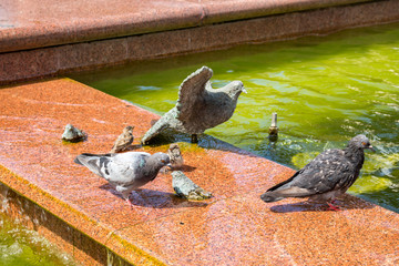 Obraz premium Birds at the fountain 