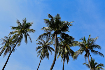 Obraz premium Palm Trees