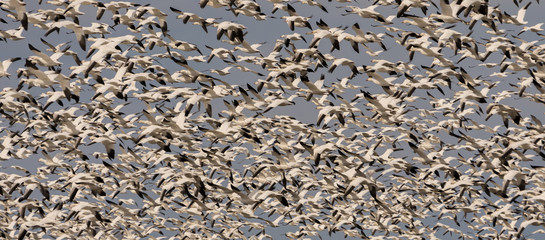 Snow geeses taking off for it migration