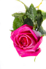 pink rose