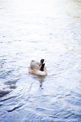 Fototapeta premium Single Goose swimming in water