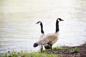 Two Geese standing on riverbank