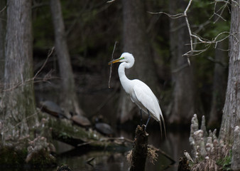 Great Egret Preening