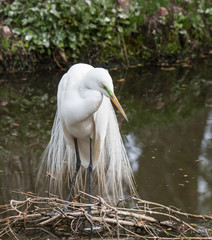 Great Egret Preening