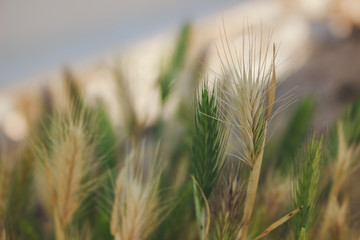 Meadow field with corn. Macro nature.