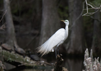Naklejka premium Great Egret Preening