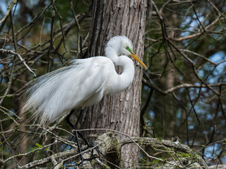 Great Egret Preening