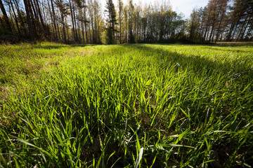 Grassland at morning countryside