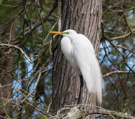Great Egret Preening