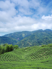 Fototapeta na wymiar The shape of tea garden like chinese bakua symbol (eight trigrams) in Nantou, Taiwan 