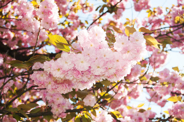 Mirabellgarten, Salzburg, Frühling, Sommer, Blumen