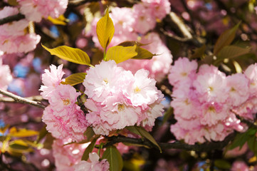 Mirabellgarten, Salzburg, Fr&uuml;hling, Sommer, Blumen