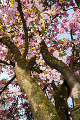 Mirabellgarten, Salzburg, Frühling, Sommer, Blumen