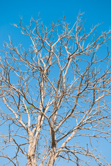 The old and completely dry tree growing against the blue sky