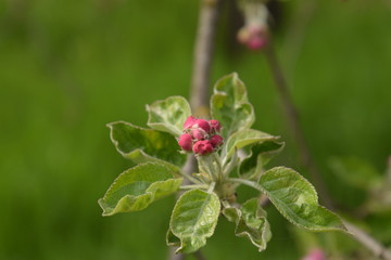 Flowers of an apple tree on a branch. Blooming apple tree.