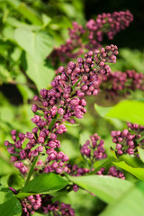 Mirabellgarten, Salzburg, Frühling, Sommer, Blumen