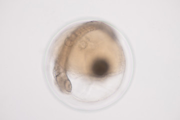 Developing fish egg under microscope view